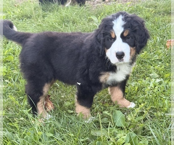 Medium Photo #9 Bernese Mountain Dog Puppy For Sale in EMLENTON, PA, USA
