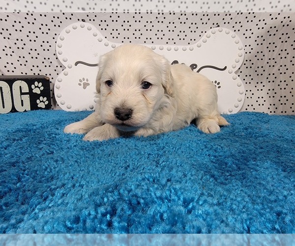 Medium Photo #3 Goldendoodle mix (+ Poodle Toy) Puppy For Sale in BLACK FOREST, CO, USA