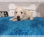Small #2 Goldendoodle mix (+ Poodle Toy)