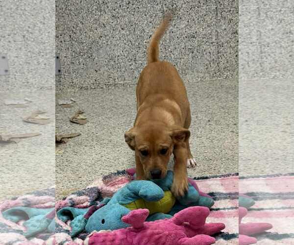 Medium Photo #5 Boxer-Unknown Mix Puppy For Sale in Mechanicsburg, PA, USA