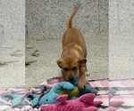 Small #4 Boxer Mix