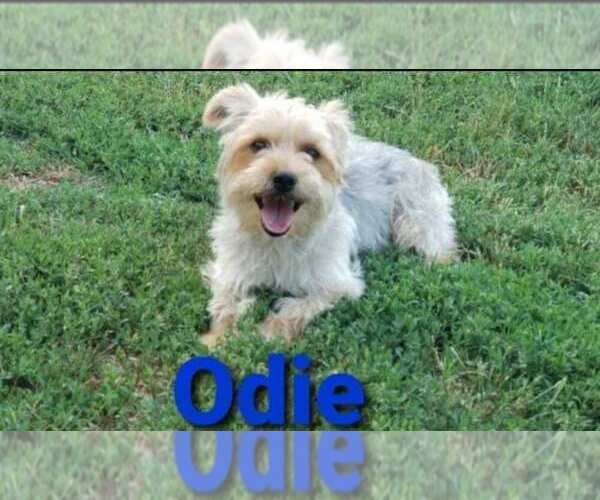 Medium Photo #1 Yorkshire Terrier Puppy For Sale in NEVADA, TX, USA