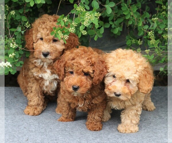 Medium Photo #5 Poodle (Toy) Puppy For Sale in EAST EARL, PA, USA