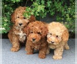 Small Photo #5 Poodle (Toy) Puppy For Sale in EAST EARL, PA, USA