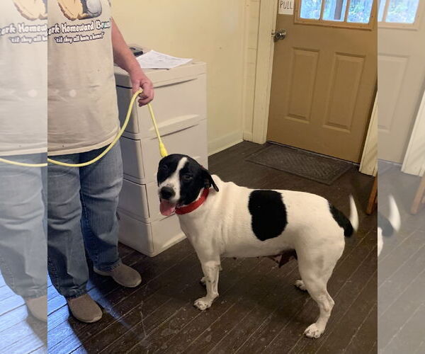 Medium Photo #2 Mutt Puppy For Sale in Harrison, AR, USA