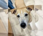 Small #3 Jack Russell Terrier-Labrador Retriever Mix