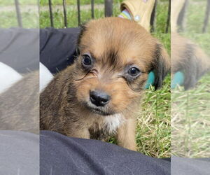 Mutt Dogs for adoption in Aurora, IN, USA