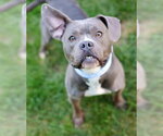Small American Pit Bull Terrier Mix