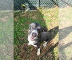 Small #3 American Pit Bull Terrier-Huskies  Mix