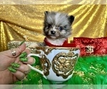Small Photo #28 Pomeranian Puppy For Sale in HAYWARD, CA, USA