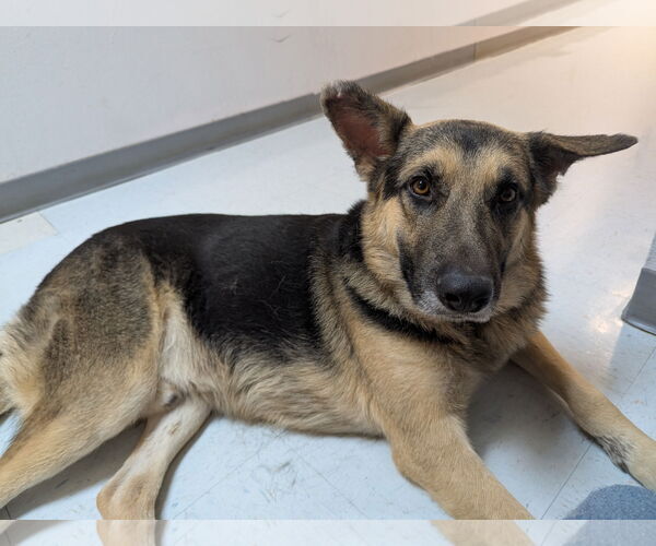 Medium Photo #2 German Shepherd Dog-Unknown Mix Puppy For Sale in Euless, TX, USA