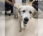 Small Great Pyrenees Mix