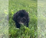 Small Photo #5 Lhasa-Poo Puppy For Sale in CANOGA, NY, USA