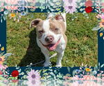 Small #6 American Pit Bull Terrier