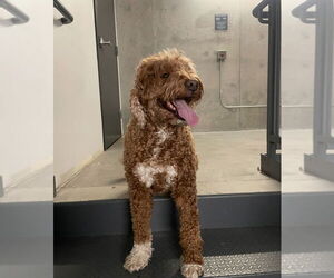 Labrador Retriever Dogs for adoption in Dana Point, CA, USA