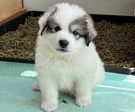 Small #6 Great Pyrenees