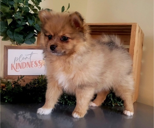 Medium Photo #3 Pomeranian Puppy For Sale in ORRVILLE, OH, USA