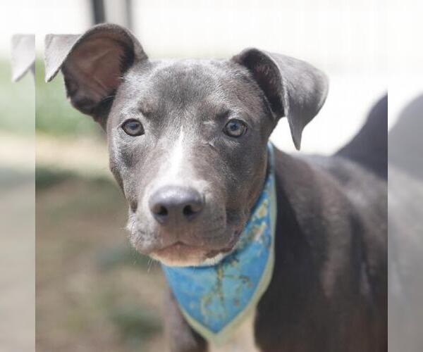 Medium Photo #1 American Staffordshire Terrier-Unknown Mix Puppy For Sale in San Antonio, TX, USA