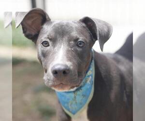 American Staffordshire Terrier-Unknown Mix Dogs for adoption in San Antonio, TX, USA