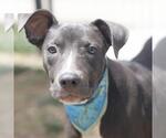 Small American Staffordshire Terrier Mix