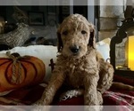 Small Photo #8 Goldendoodle Puppy For Sale in GR BLANC, MI, USA