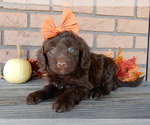 Small #2 Labradoodle