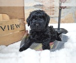 Small Photo #3 Shih-Poo Puppy For Sale in HONEY BROOK, PA, USA