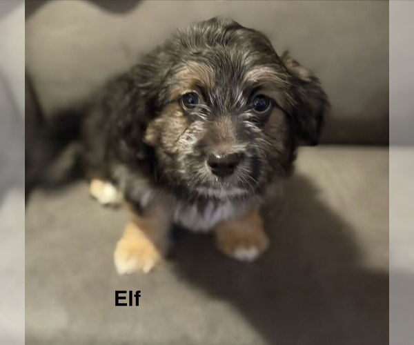 Medium Photo #2 Colonial Cocker Spaniel-Unknown Mix Puppy For Sale in Colorado Springs, CO, USA