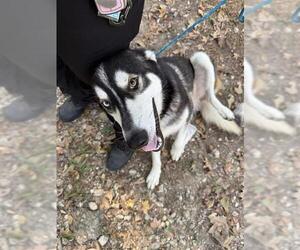 Siberian Husky Dogs for adoption in Houston, TX, USA
