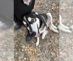 A662615 - Male Siberian Husky Dog for Adoption - Small photo