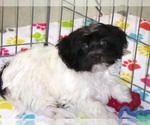Small #5 Havanese