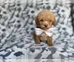 Small #3 Cockapoo (Miniature)