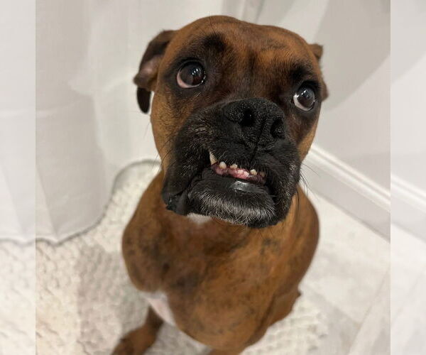 Medium Photo #6 Boxer Puppy For Sale in Oak Bluffs, MA, USA