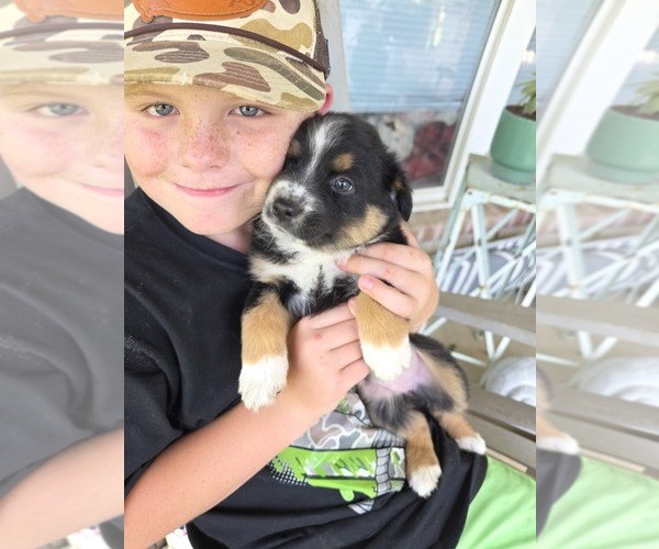 Medium Photo #1 Miniature Australian Shepherd Puppy For Sale in APPLE SPRINGS, TX, USA