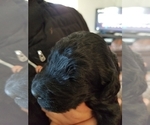 Puppy 5 Labradoodle