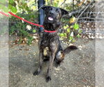 *MARIE - Female Mutt Dog for Adoption - Small photo