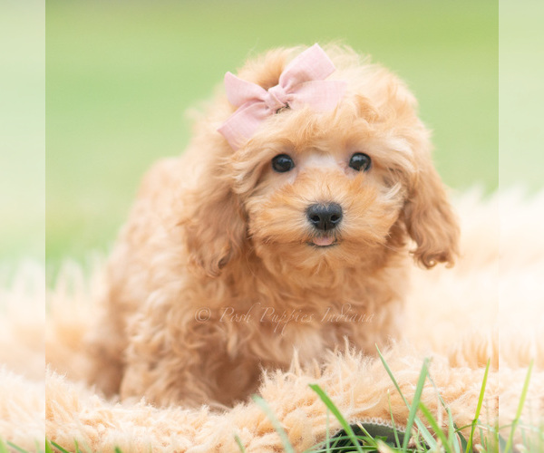 Medium Photo #4 Maltipoo (Miniature) Puppy For Sale in WARSAW, IN, USA