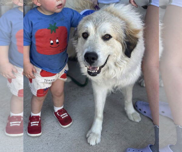 Medium Photo #4 Great Pyrenees-Unknown Mix Puppy For Sale in Dallas, TX, USA