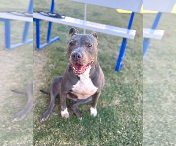 Medium Photo #7 American Pit Bull Terrier-Unknown Mix Puppy For Sale in Rowlett, TX, USA