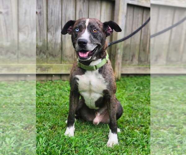 Medium Photo #10 Catahoula Leopard Dog-Siberian Husky Mix Puppy For Sale in Sheboygan, WI, USA