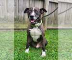 Small #9 Catahoula Leopard Dog-Siberian Husky Mix