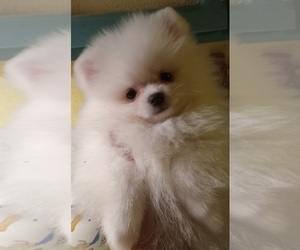 Pomeranian Puppy for sale in PHELAN, CA, USA