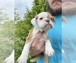 Small Photo #7 English Bulldog Puppy For Sale in SPENCER, TN, USA