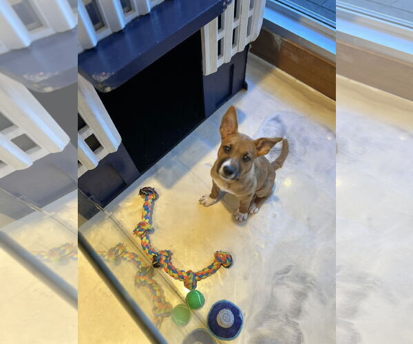 Medium Photo #7 Mutt Puppy For Sale in Sanford, FL, USA