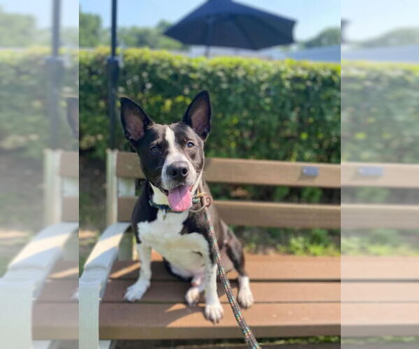 Medium Photo #3 American Pit Bull Terrier-Unknown Mix Puppy For Sale in FRAMINGHAM, MA, USA