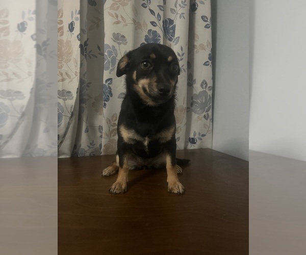 Medium Photo #14 Chihuahua Puppy For Sale in DURHAM, CT, USA