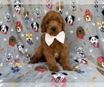 Small #6 Cavapoo (Miniature)