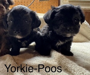 YorkiePoo Puppy for sale in MIDDLETOWN, IN, USA