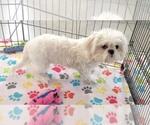 Small #2 Shih Tzu