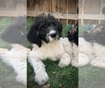 Small Photo #1 Saint Berdoodle Puppy For Sale in NACHES, WA, USA